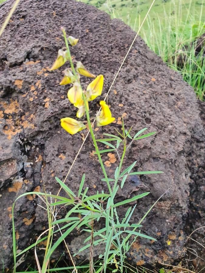 Crotalaria 5