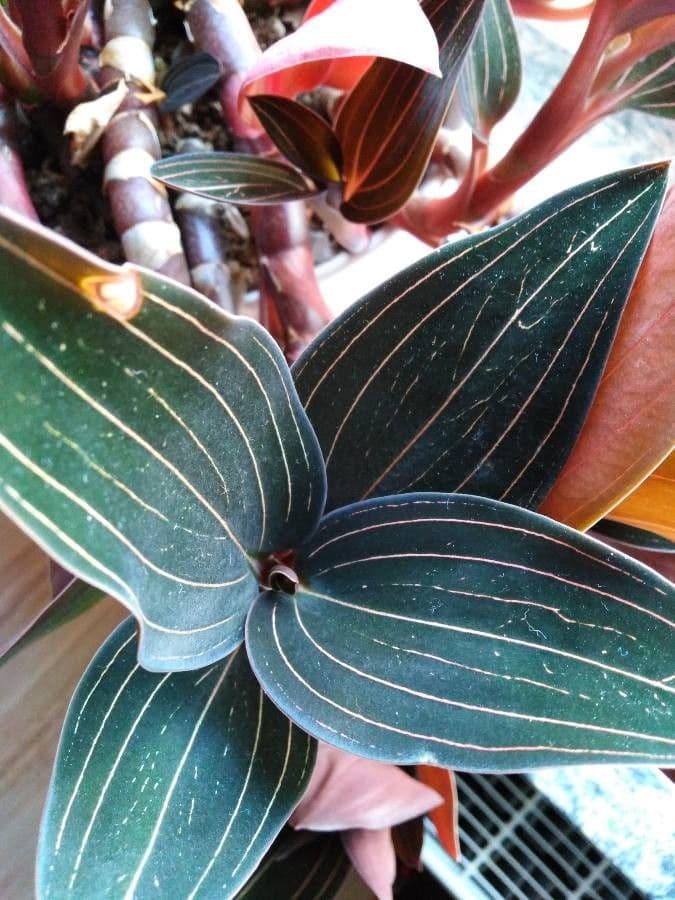 Schmuckorchidee 13