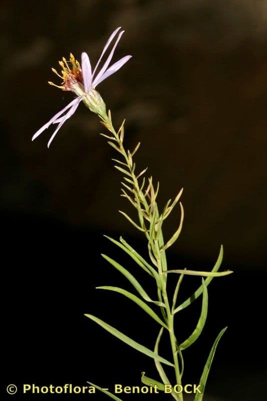 Galatella sedifolia 23