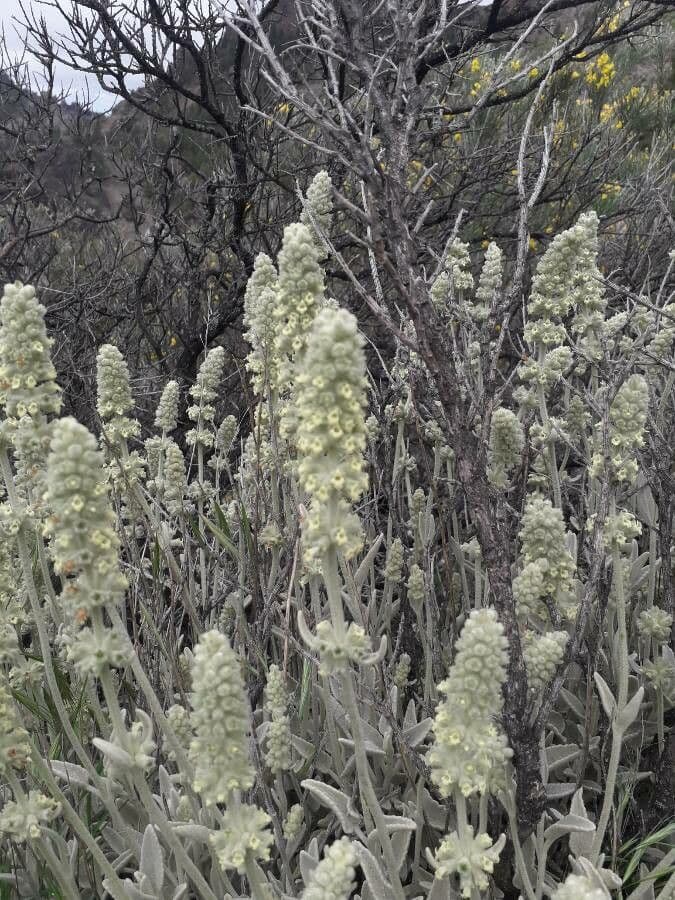 Sideritis 5