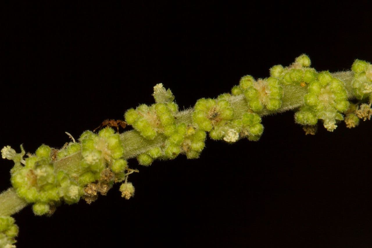 Acalypha