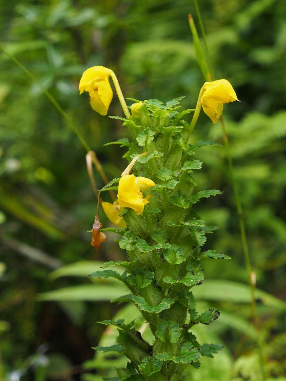 Pedicularis 3