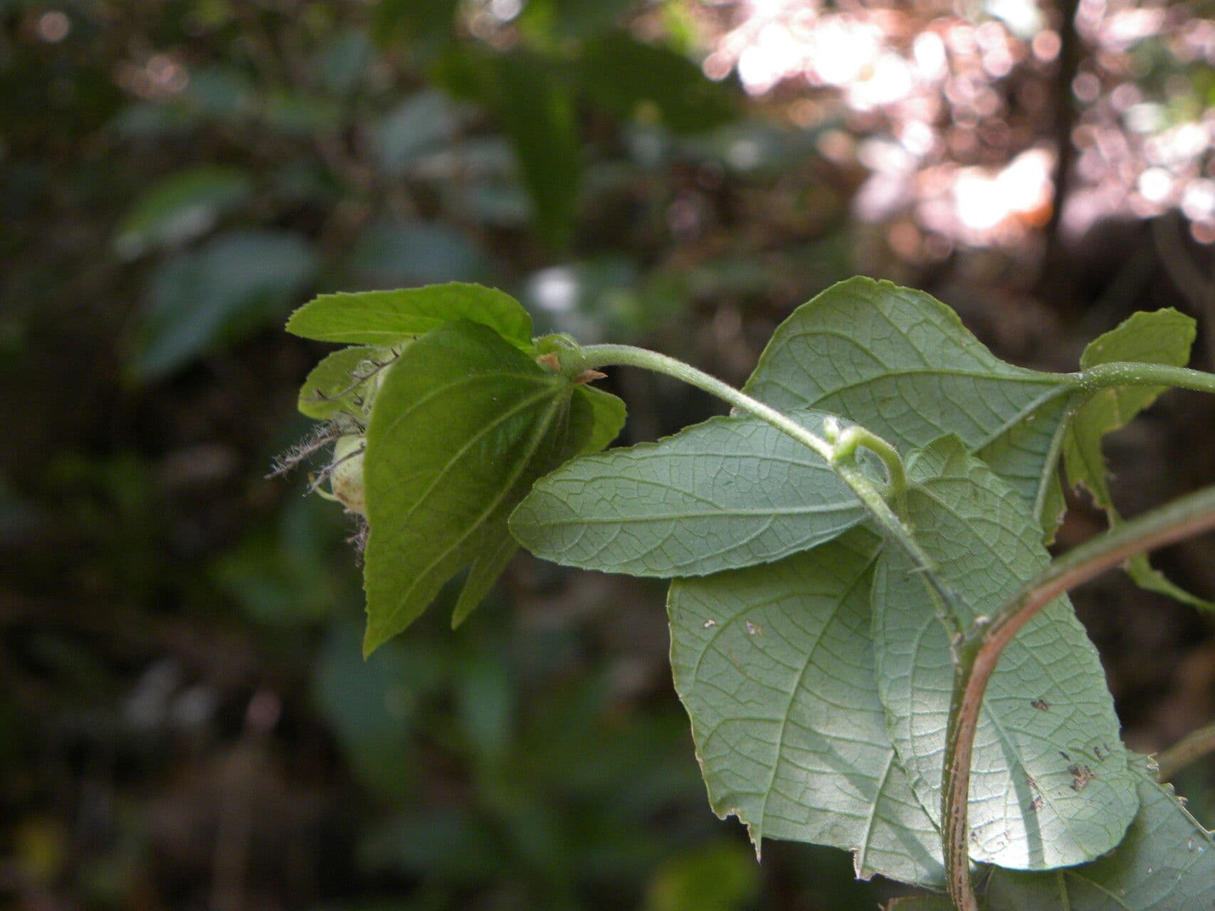 Dalechampie 5