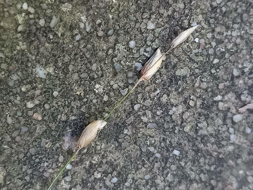 Melica uniflora 5