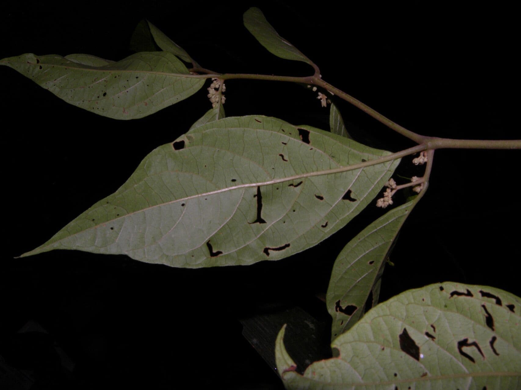 Lycianthes 8