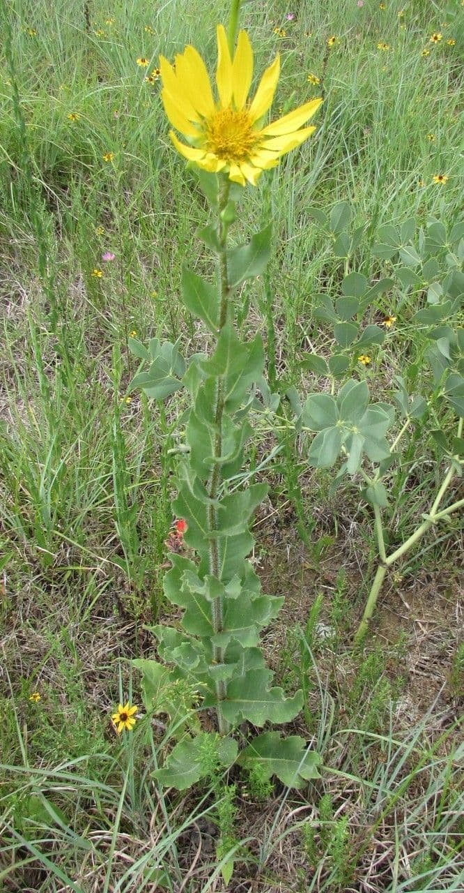 Raues Silphium 10