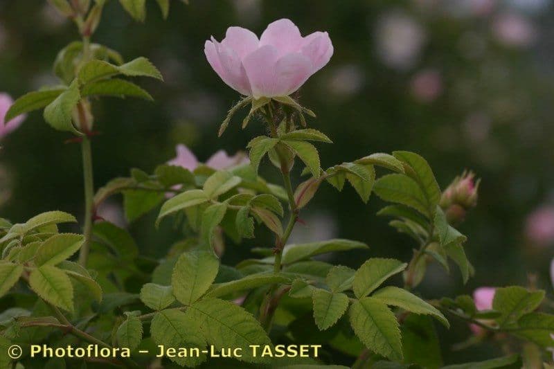 Deseglise-Rose
