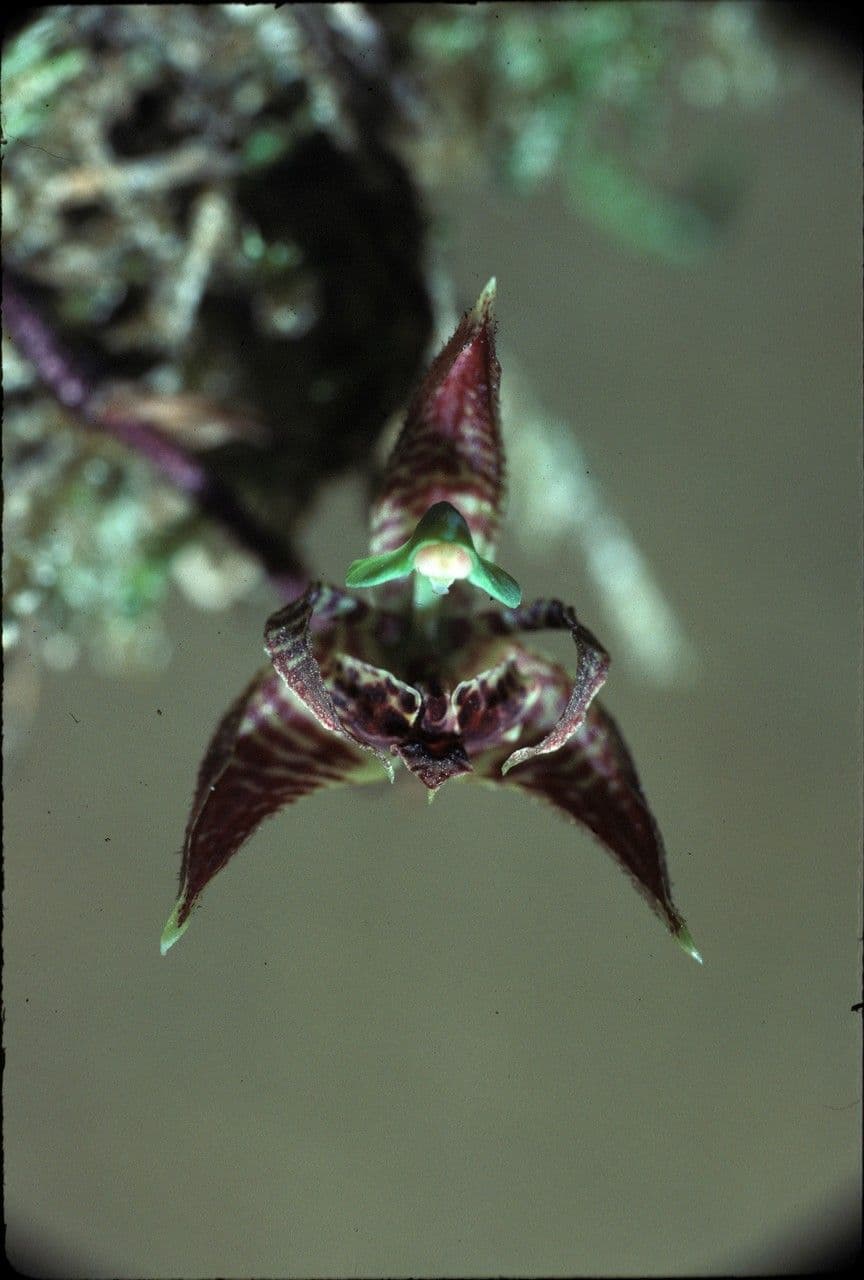 Kegeliella