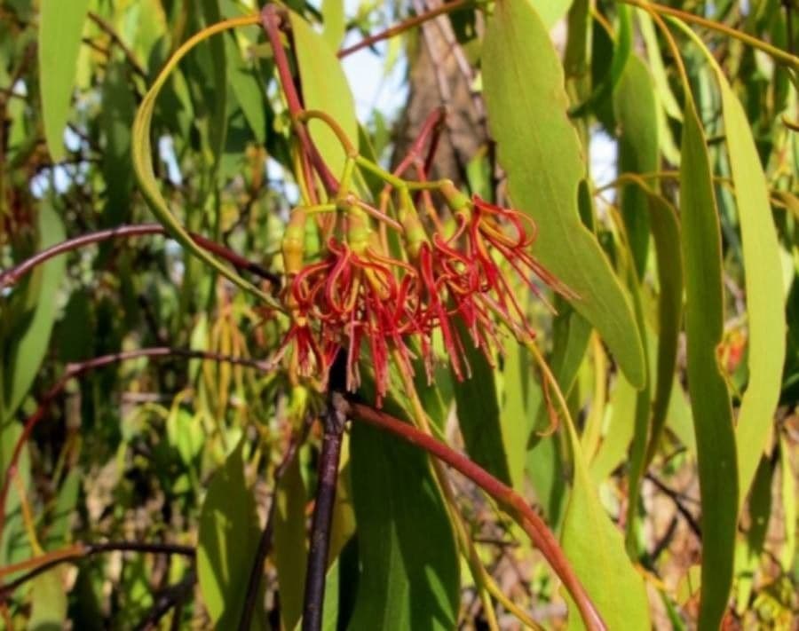 Amyema miquelii
