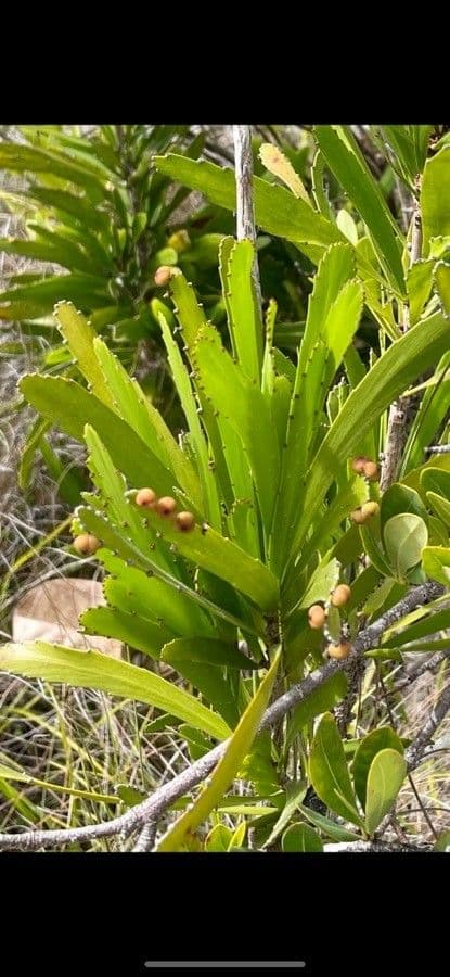 Foliage flower
