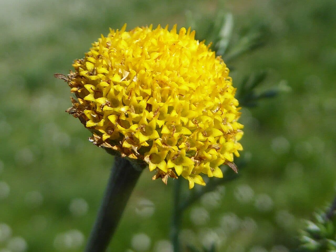 Anacyklus walencki 8