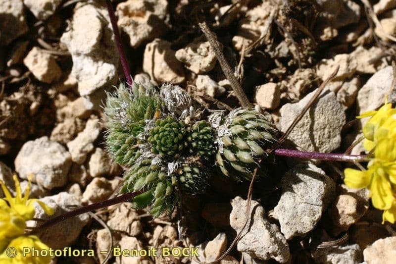 Draba aizoides 25