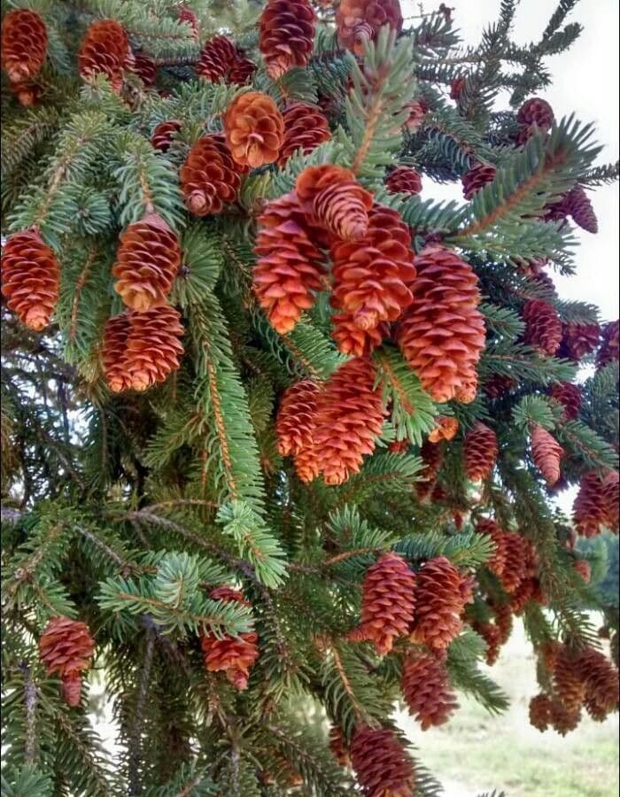 Abete rosso 2