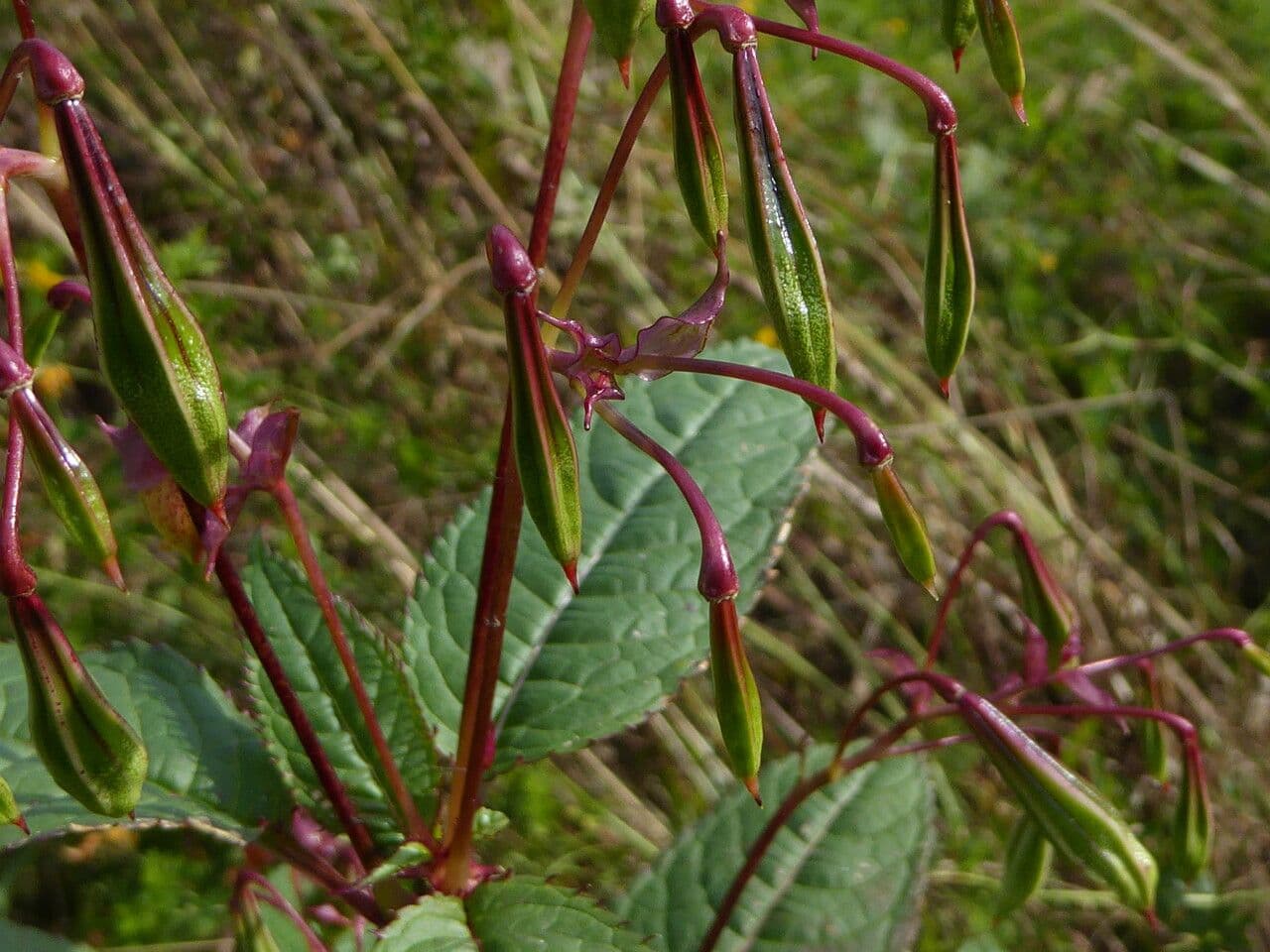 Drüsiges Springkraut 3