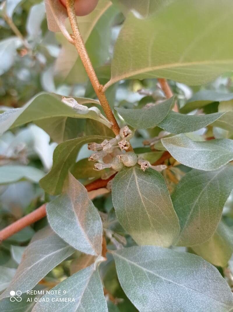 Hlošina stříbrná 2