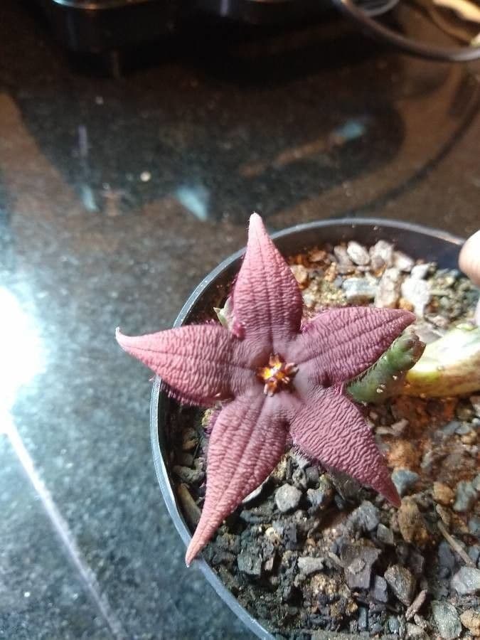 Stapelia 4