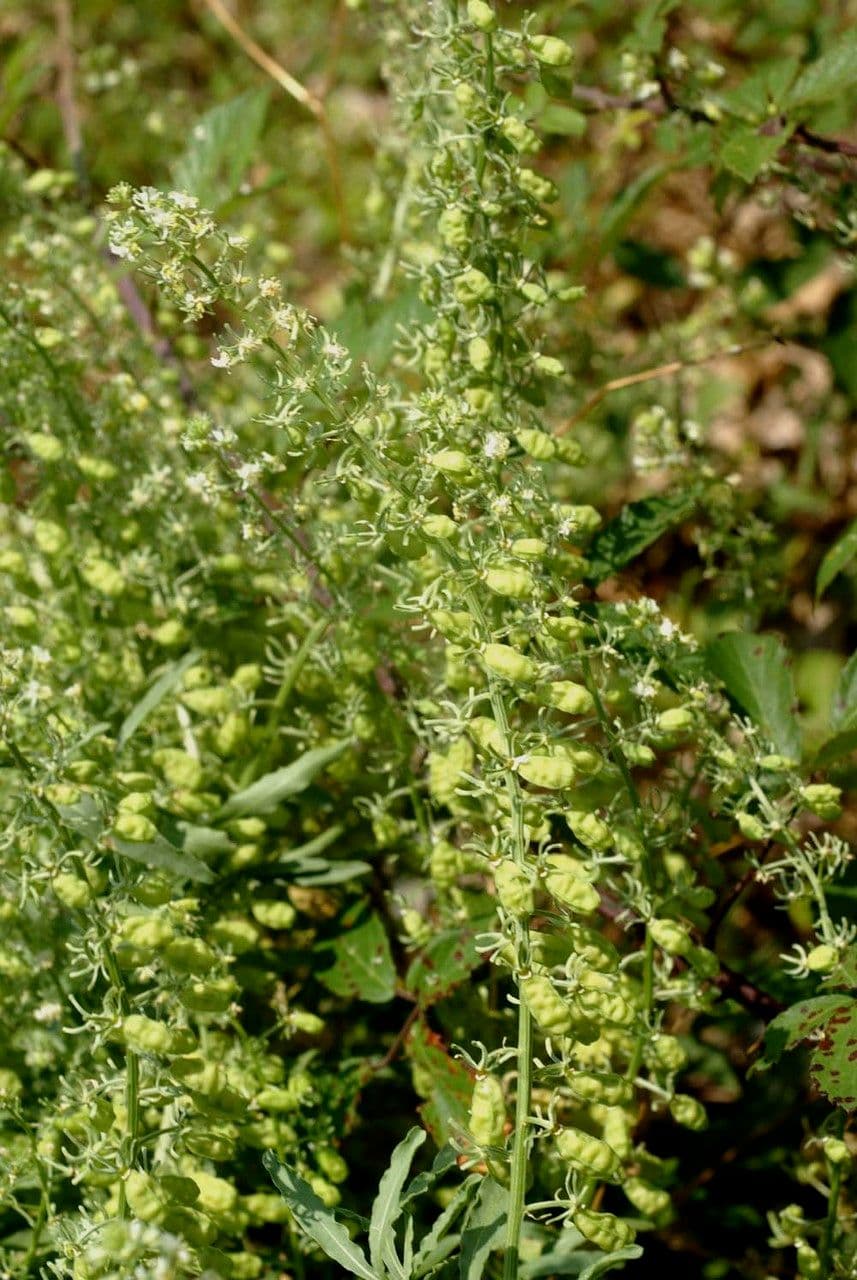 Rezeda 13
