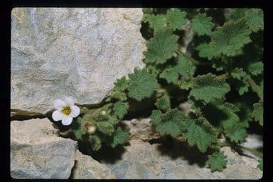 Phacelia 8