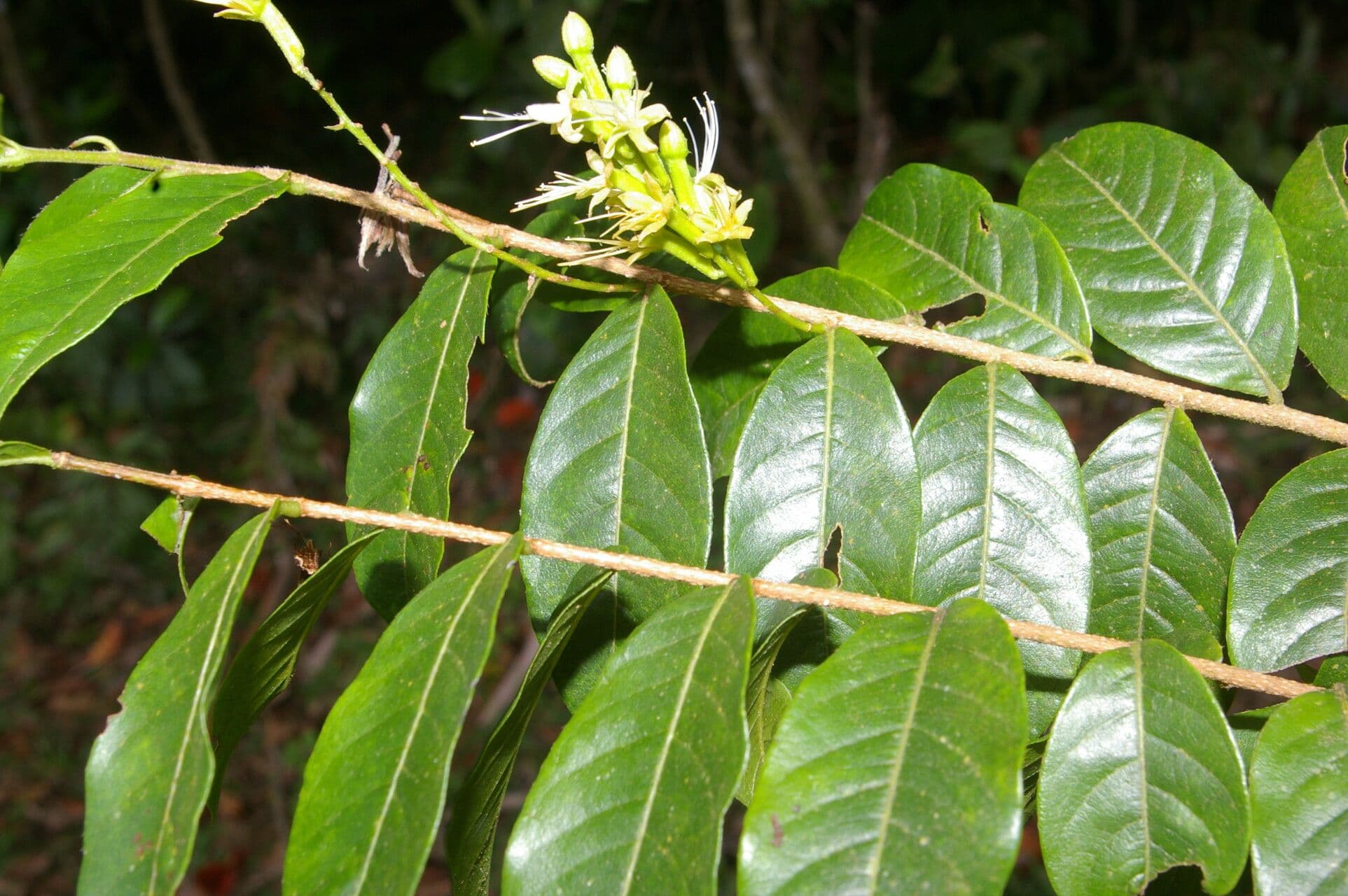 Hirtella