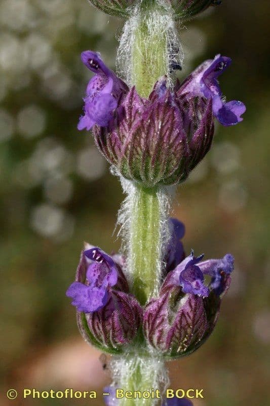 Nepeta tuberosa 16