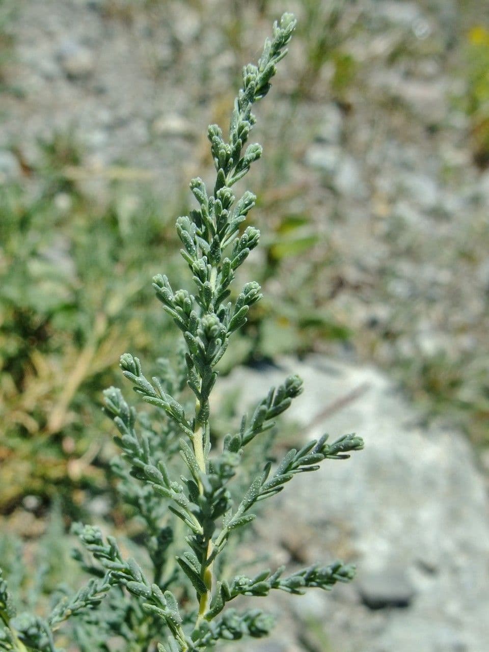 Miricaria germanica 14