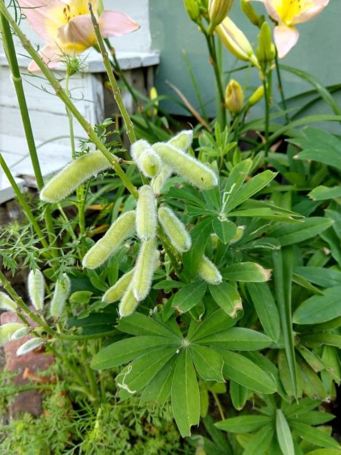 Baum-Lupine 3