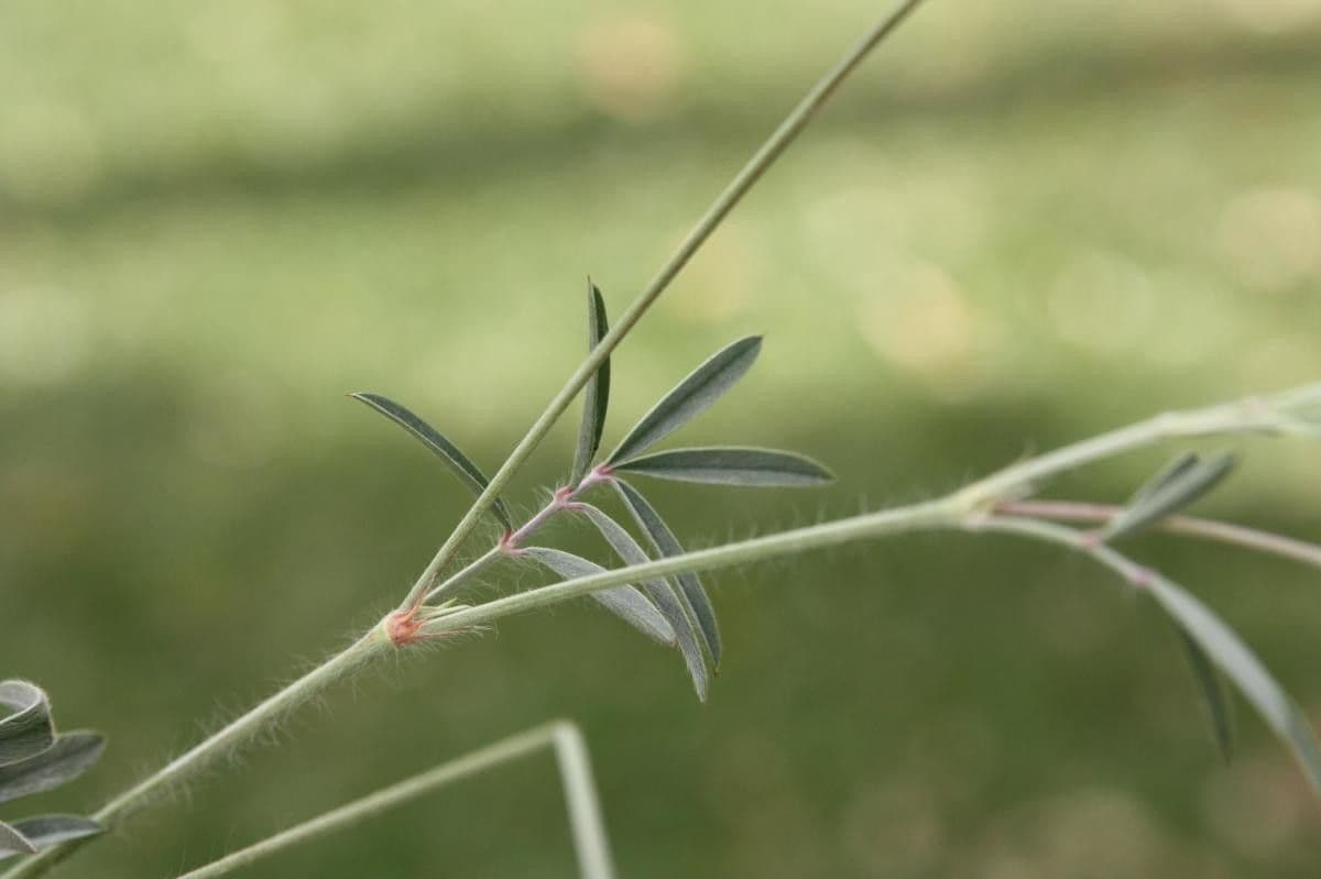 Ebenus 10