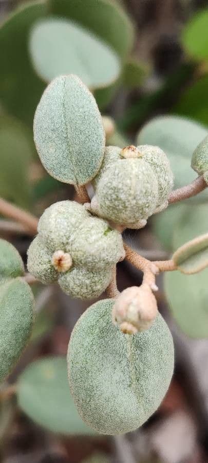 Croton punctatus