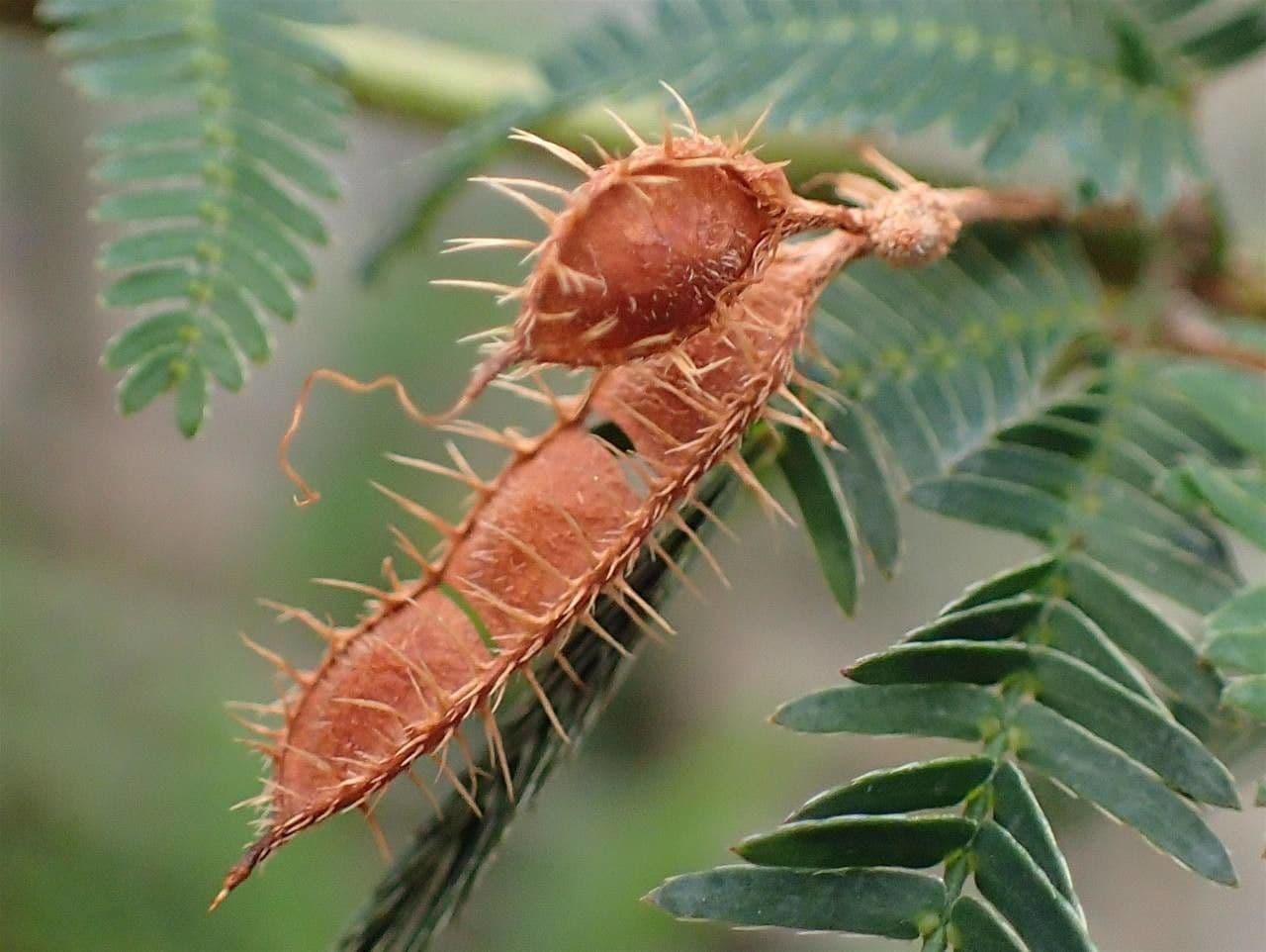 Mimosa 4