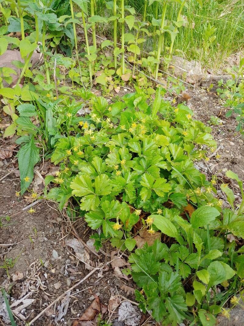 Waldsteinia 7
