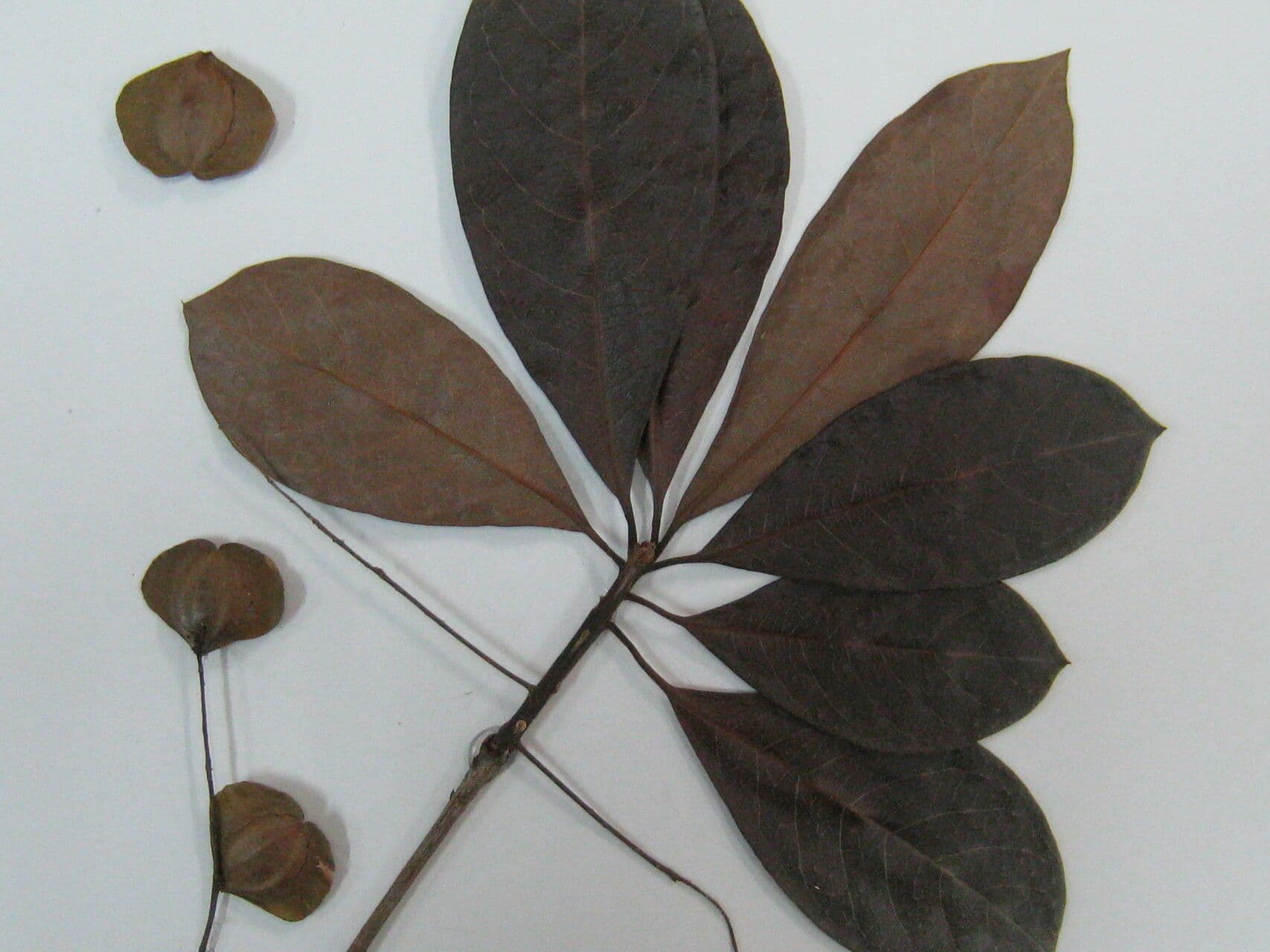 Terminalia 7
