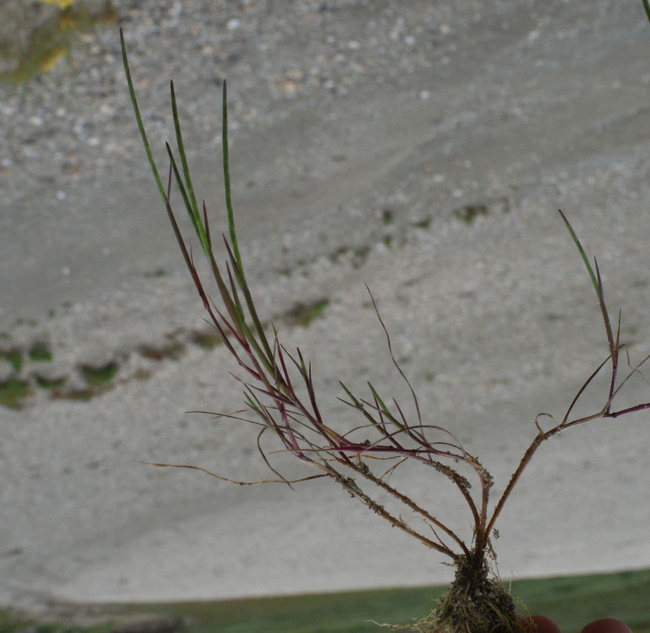 Parapholis strigosa 10