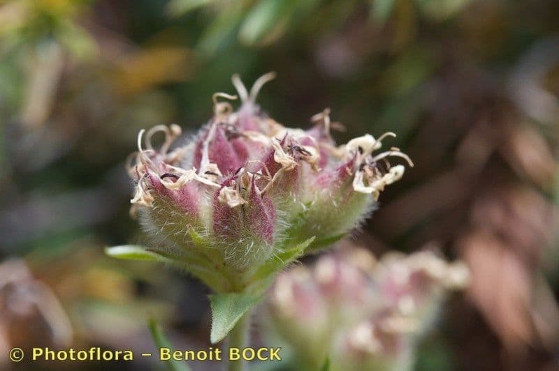 Saponaria gialla 4