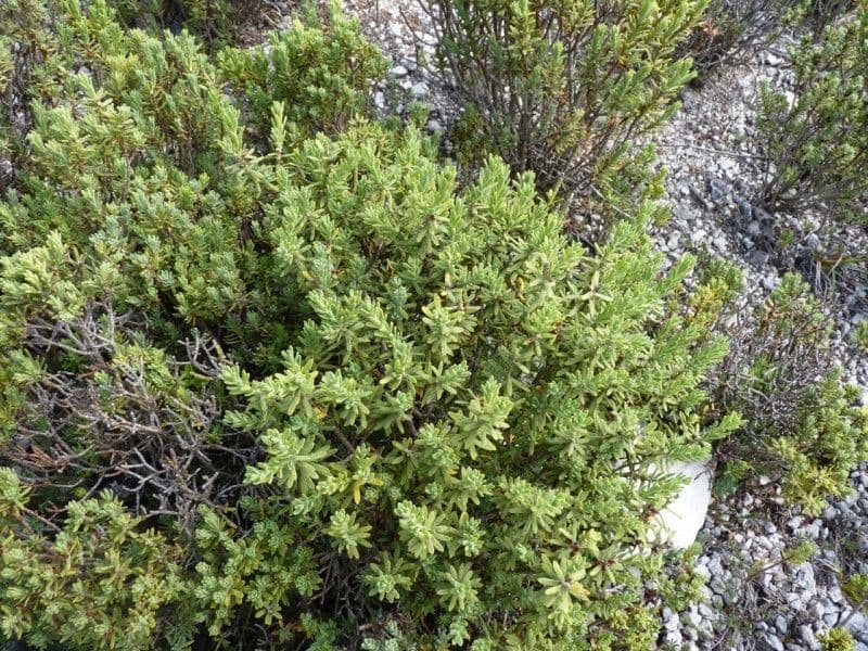 Daphne tinctoria 9