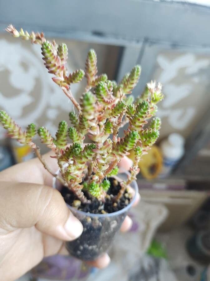 Sedum 14