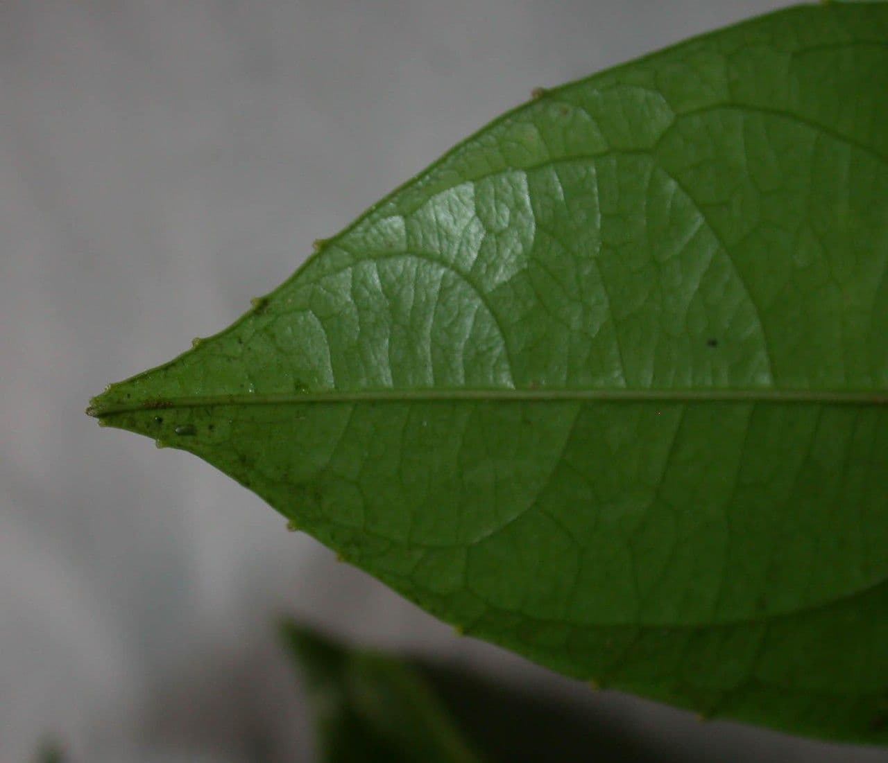 Passiflora lucida 9