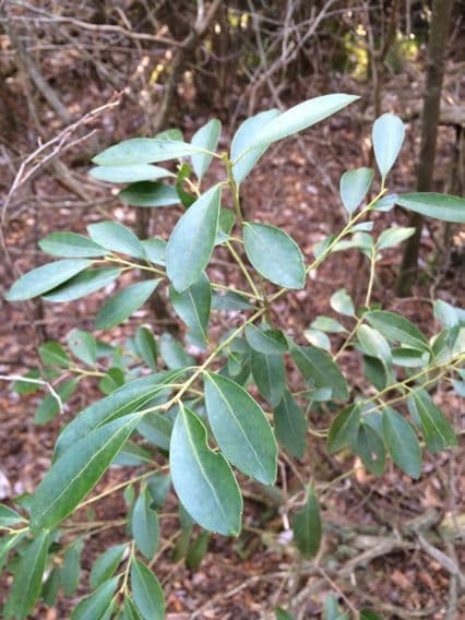 Ilex glabra 13
