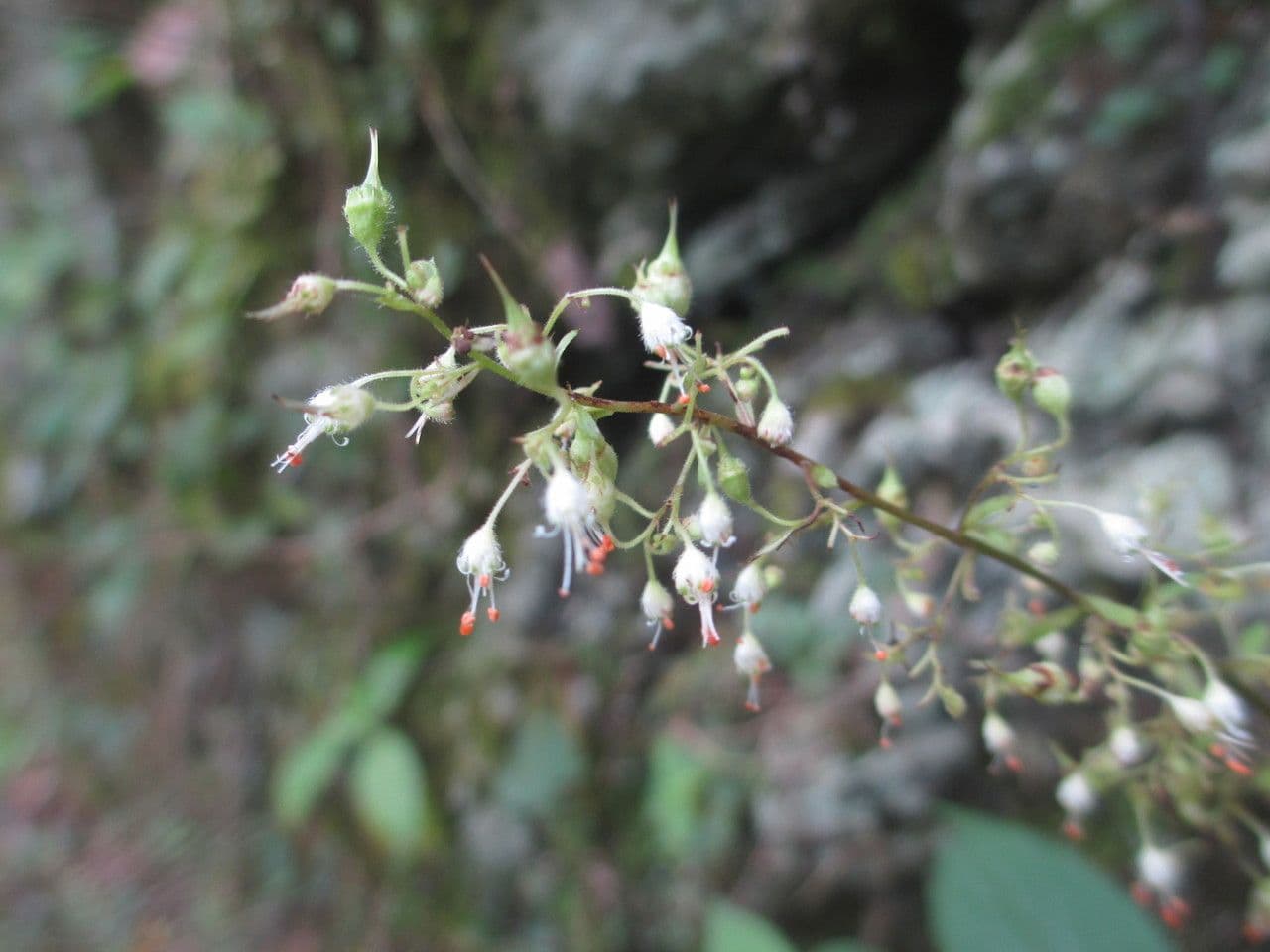Alumroot peludo 6