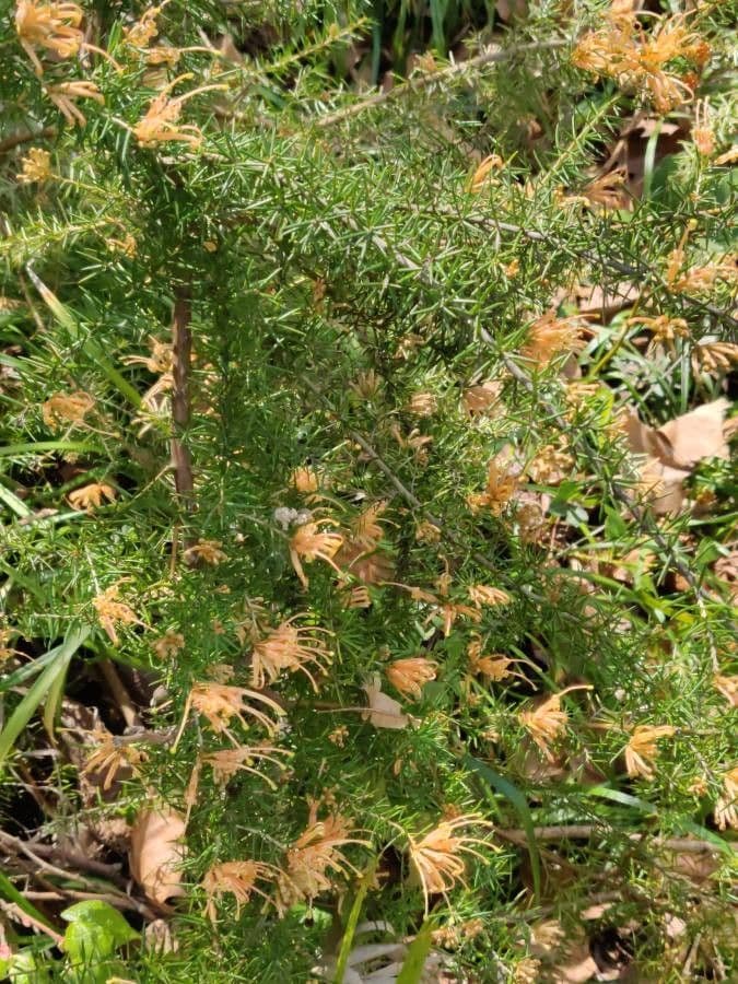 Rosmarinblättrige Grevillea 27