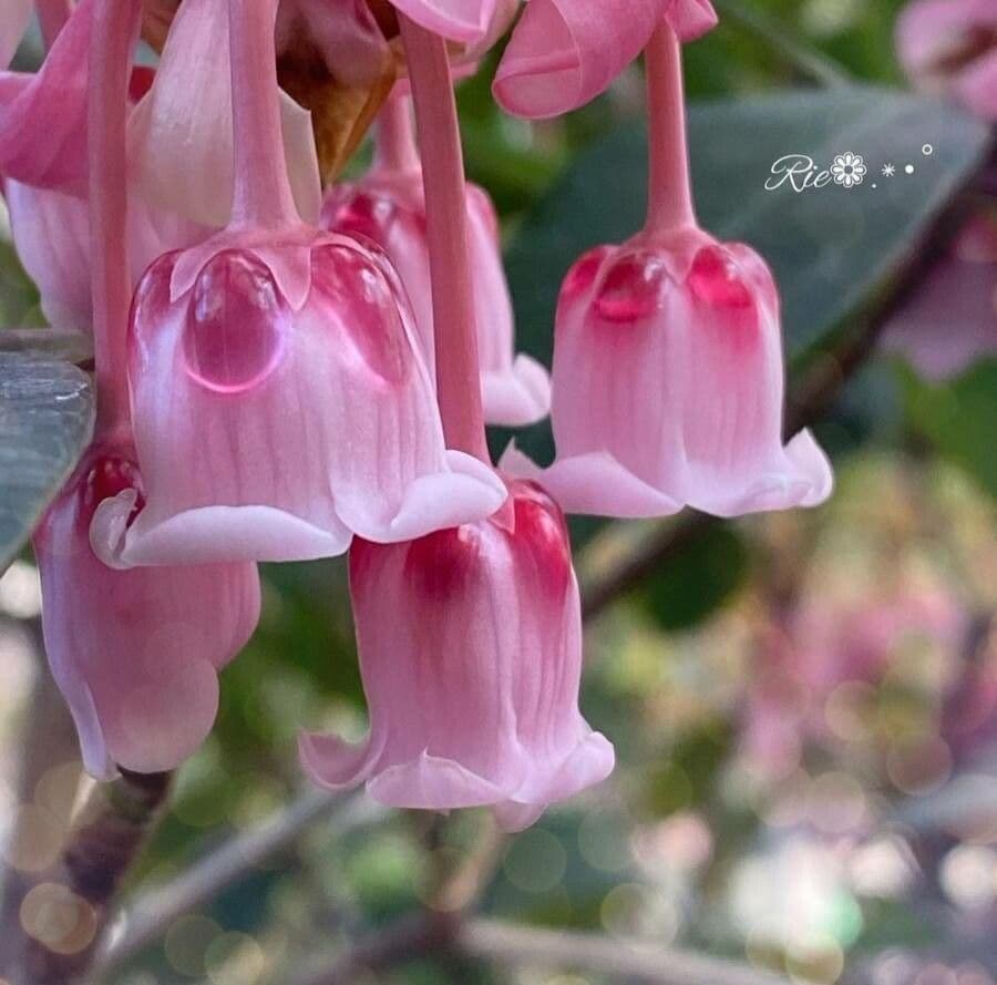 Enkiante à cinq fleurs