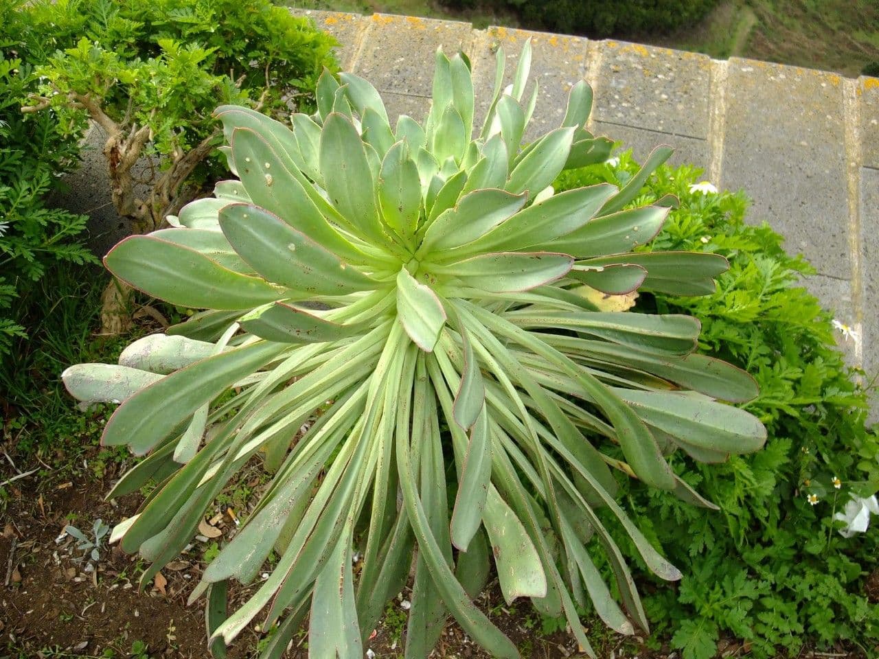 Aeonium 11
