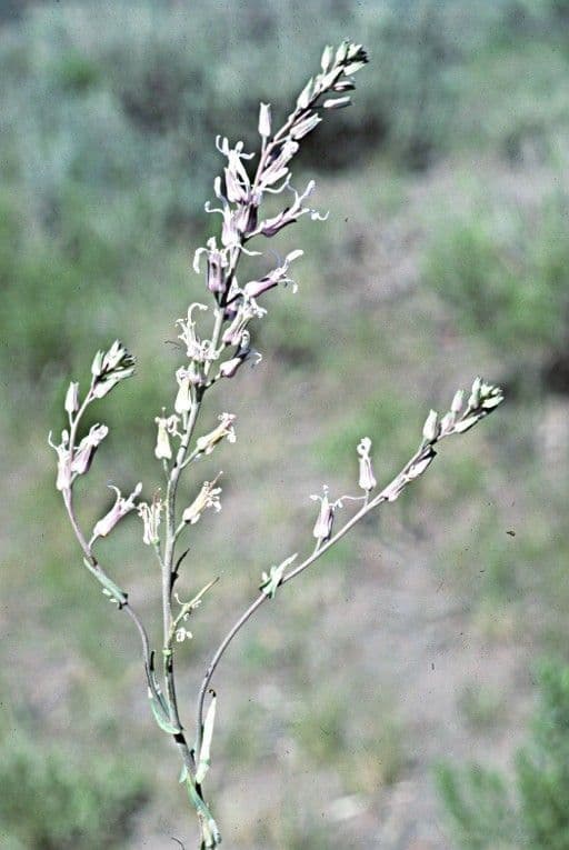 Thelypodium