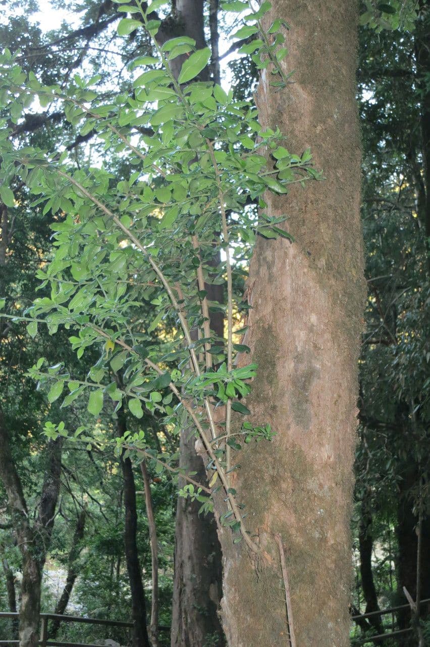 Archidasyphyllum 7