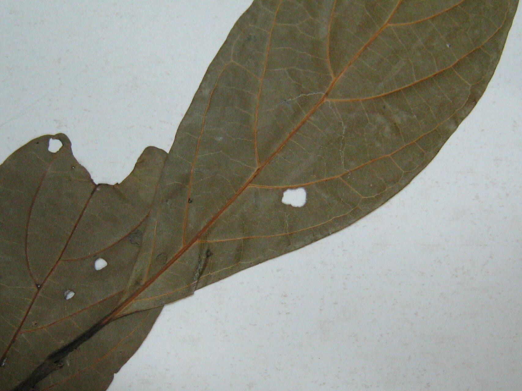 Ocotea 22