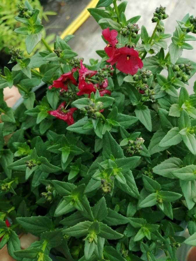 Diascia 16