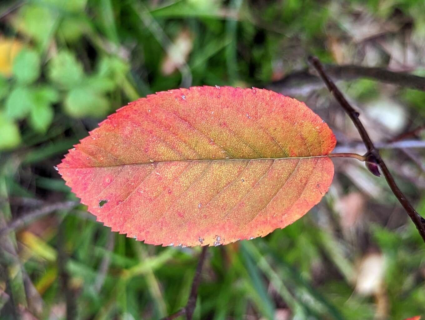 Amelanchier 18