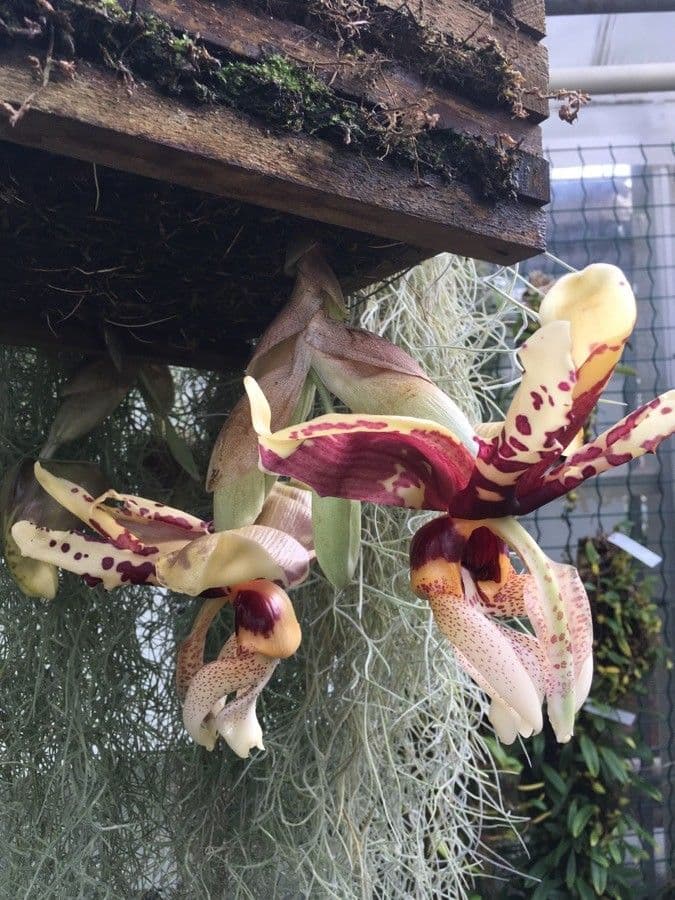 Stanhopea