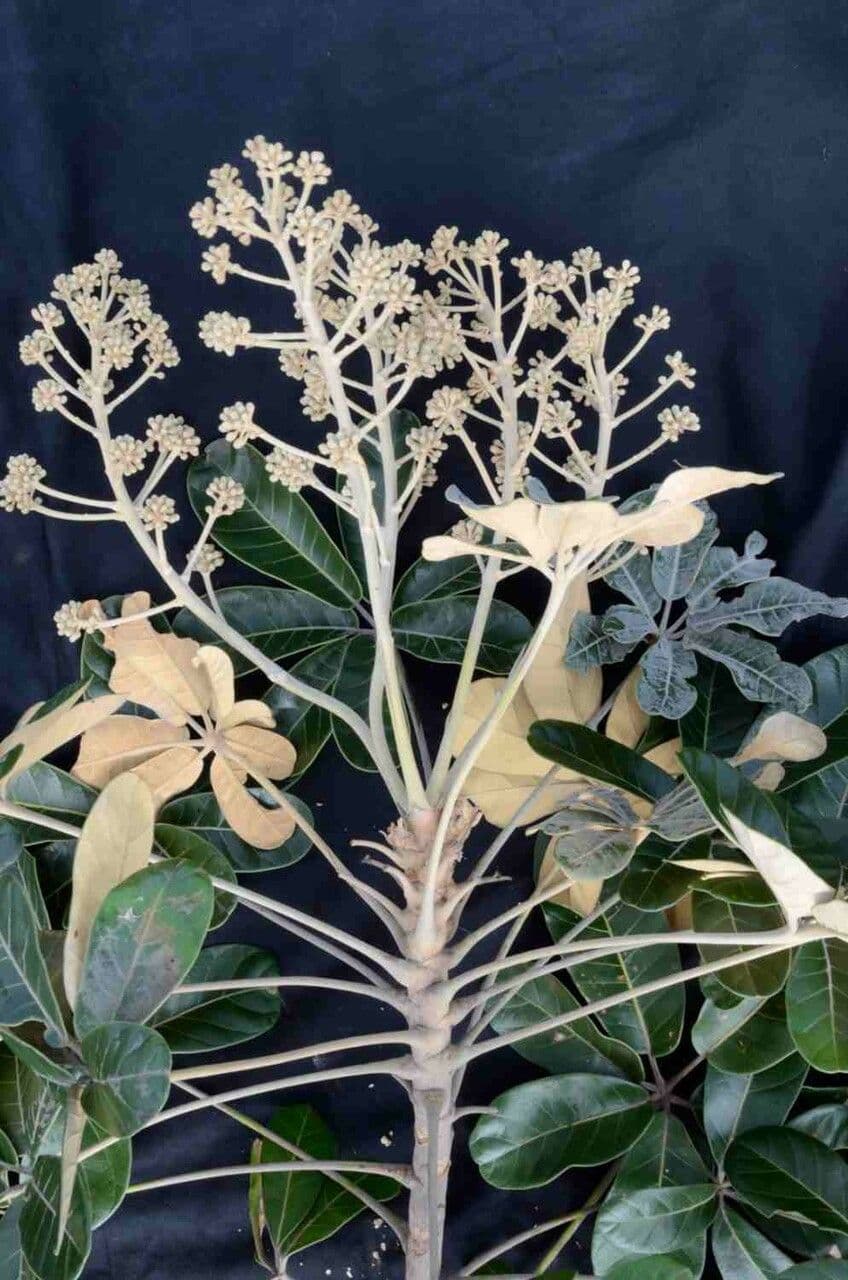 Didymopanax macrocarpus 10