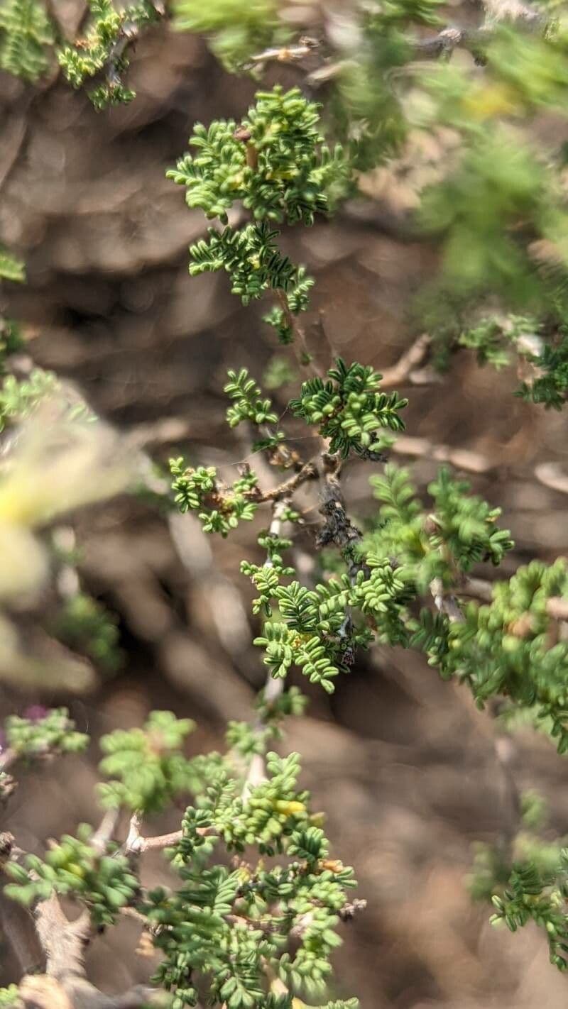 Dalea formosa 11