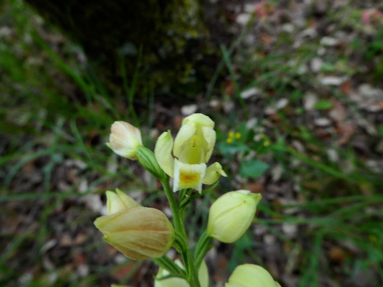 Cefalantera pallida 8